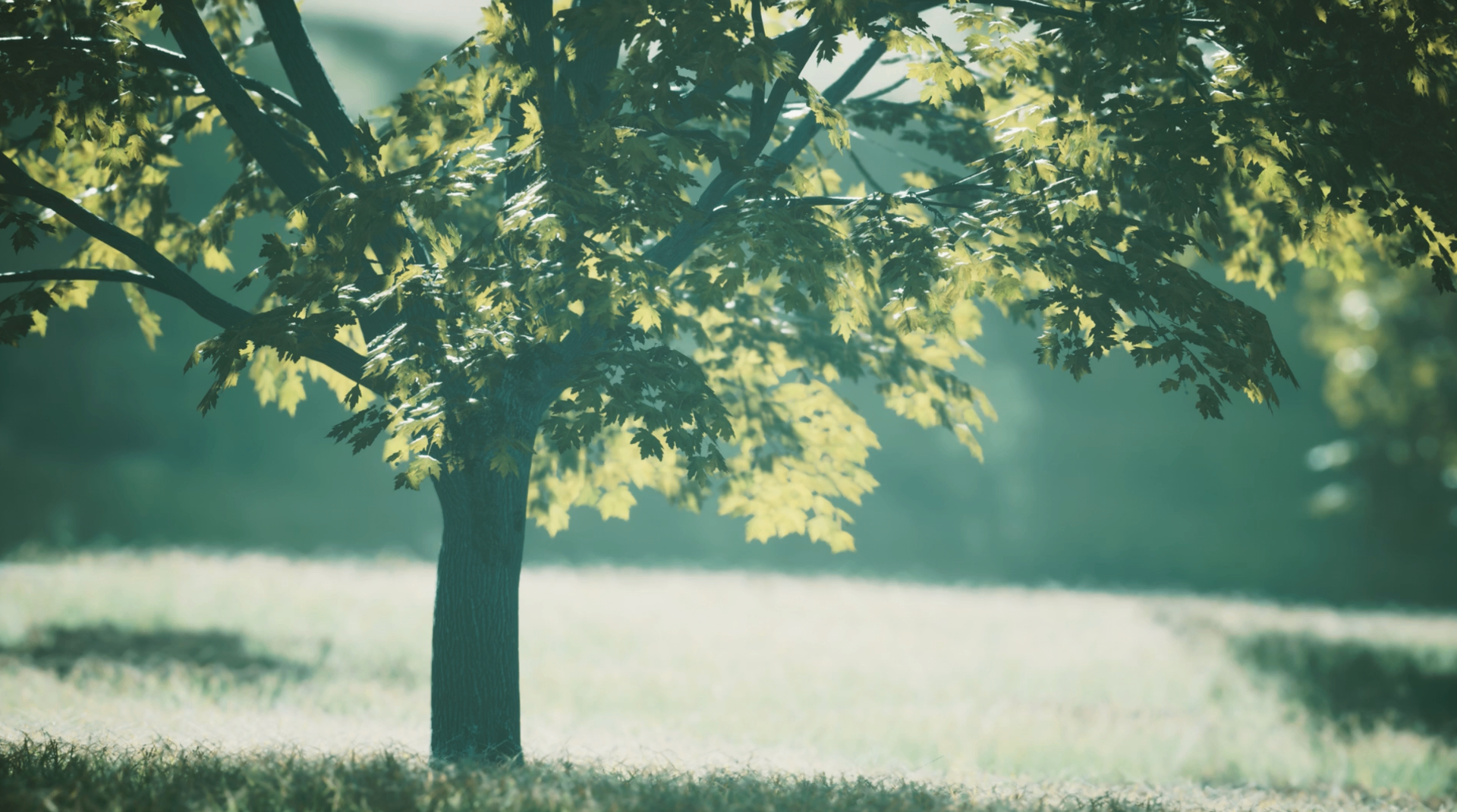 A tree in soft morning light — a place to come when you're ready to heal